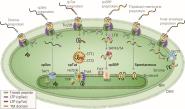 ½Trends in Cell Biology