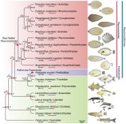 ̬ѧԺڡȻ?Ŵѧ(Nature Genetics)ĽʾĿԴ͵γɻ