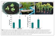 ѧѧԺջBMC Plant Biologyоչ