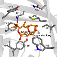 ŶJournal of the American Chemical Societyоչ