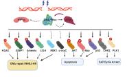 ŹѧԺѩSignal Transduct Target TherϷ