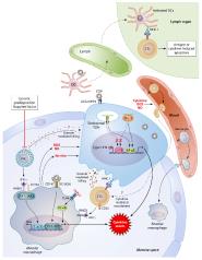 ϴѧŻŶڡClinical Microbiology Reviewsʾ¹ڷ׵߷