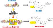 ڿNucleic Acids ResearchRedEx༭