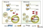 ҽѧԺŶоɹCell Death & Differentiation