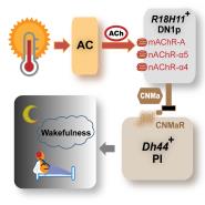ѧڿCurrent Biology߷ϴѧŶ˯ߵػоȡõ½չ