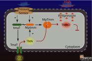 ҽŶScience Advancesϸѹо½չ