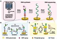 ϴѧŶӿгɹScience Advances