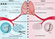 Molecular Cancer Research־PAD4תƵо