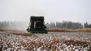 CGTN:Fake news about Xinjiang cotton