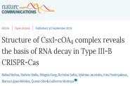 УIII-BCRISPR-CasϵͳCsx1-cOA4ṹʾиRNA