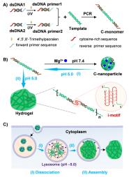 ѧ¿Angewandte ChemieͨDNA̬װϸڹϸṹ