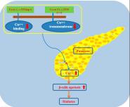 Diabetes Care԰ҽԺŶоɹ