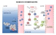Cancer Immunology ResearchҽѧԺƲŶоɹ