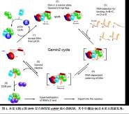 ҽԺоԱŶNucleic Acids ResearchоģʾСǺ˵׸װҪ