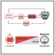 ѧڡCell Stem CellģʾDUX-miR-344-ZMYM2鵼MERVLȫϸе