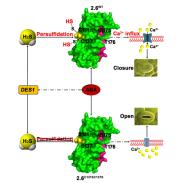 ½չ51ѧԺʤ˫һڿMolecular Plant