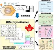 ﹤ѧԺʢýڿѧ־CellӿDevelopmental CellϸṹԤ⹤Ƿ㣨GlycoMapleоɹ