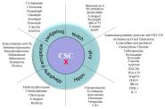 οJournal of Hematology & Oncology2ƪ