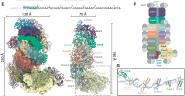 У籾ѧIII-BCRISPR-CasϵͳCmr-¸ṹͻ
