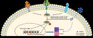 У½¡ŶJournal of Cachexia, Sarcopenia and Muscleоɹ
