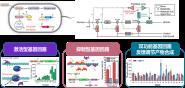 У¼ԺʿŶڿNature Chemical BiologyϸĴл綯̬صоɹ