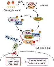 ƽʵNature Cell BiologyĽʾ°ͨ·HER2-AKTȻʶԼߡȾߺϸ˥Ϲ