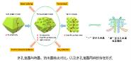 ѧԺʦţAdvanced Functional MaterialsϷ׵