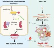 Journal of Immunologyѧϸŧ֢˷ӻо³ɹ
