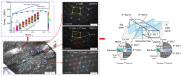 ѧԺʦŽMaterials Research Lettersڶ༶αϾṹTWIPѺϽѧ