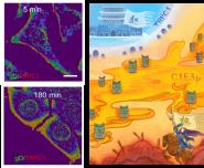 ϴѧҽѧԺνŶڡScience AdvancesѪܲ»оɹ