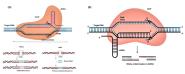 УCRISPR/Cas9༭ϵͳоȡ½չ