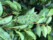 【备战春耕农忙时】备战春耕生产 防疫不误农时 ——植物保护世界一流学科团队为春茶采摘“保驾护航”