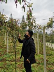 经济学院团队调研省挂牌督战重点贫困县特色扶贫产业