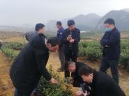 茶学院教授刘建军深入贞丰县龙场镇开展茶叶技术服务及指导活动