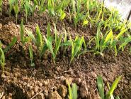 【备战春耕农忙时】疫情当前 农院春耕在行动