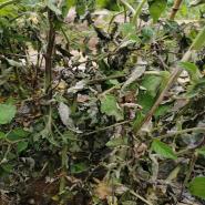 【备战春耕农忙时】 不误农时保春耕 农学院学子在行动