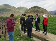 贵州大学植保专家赴普定指导韭菜病虫害防控