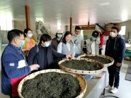 ?贵州大学农科、生科类在校留学生参加茶文化社会实践活动