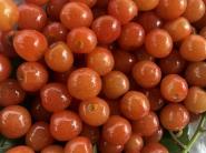 春耕助农——农学院学子调研政策调减下的玉米种植结构变化