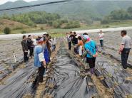 贵州大学辣椒产业团队赴紫云县指导辣椒移栽工作