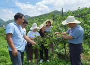 �̲�ѧԺֲ��ר��Ϊ��Ứ�������ṩ�Ƽ�����