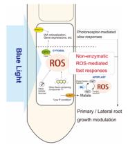 -س ʹϴѧȴѧԺӭʽֲѧȨڿMolecular Plant
